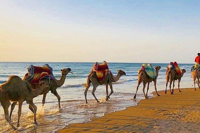 Vip Full Day Private Tangier Tour From Malaga All Inclusive - Summary