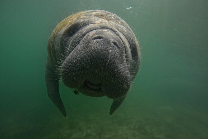 VIP Guided Swim with Manatee Tour Crystal River FL Free Photos - An In-Depth Look at the Experience