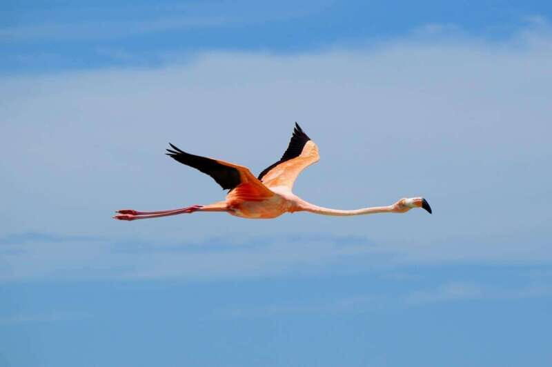 VIP Holbox Island Sunrise - 2 Points + Fruit + Coffee - Discover Holbox Island’s Sunrise with a Private VIP Tour