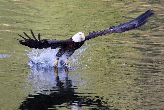 VIP Private Alaska Native Excursion (Cultural, Scenic Experience) - Who Will Love This Tour?