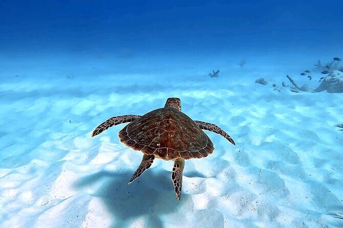 VIP Private Island & Snorkeling Tour  South Bonaire - Frequently Asked Questions
