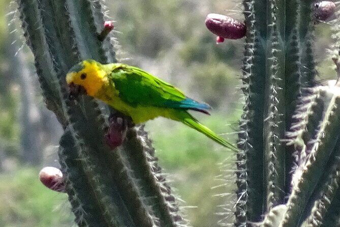 VIP Private North Island Tour - Seru Largu: Panoramic Views