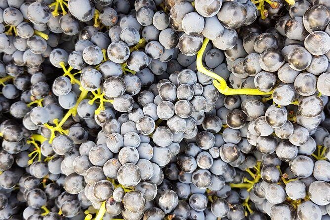 VIP Ronda Wine Tour and Tasting and Gourmet Lunch Experience with Winemaker - Key Points