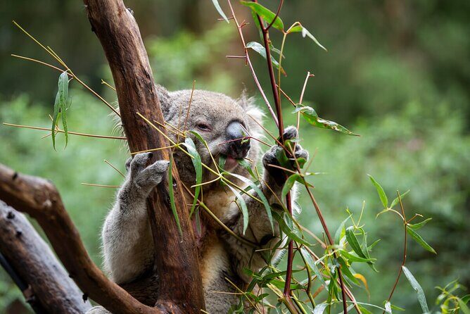 VIP Sanctuary Tour at Healesville Sanctuary - excl. entry - Practical Details and Considerations