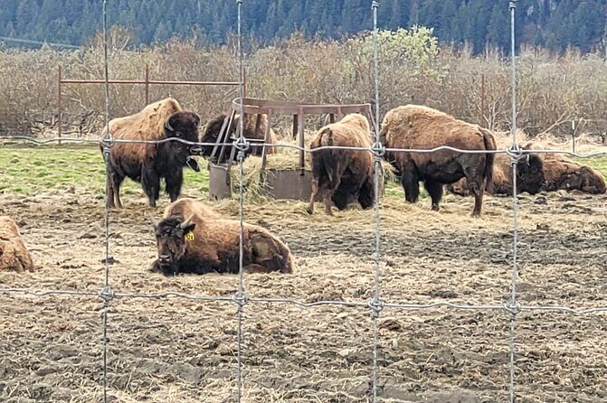 VIP Tour from Anchorage to Alaska Wildlife Conservation Center - Key Points