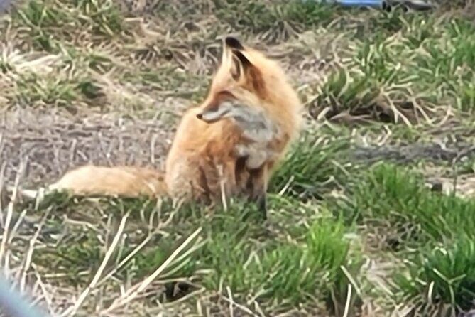 VIP Tour from Anchorage to Alaska Wildlife Conservation Center - Frequently Asked Questions