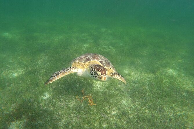VIP Tulum & Turtles Private Tour - Key Points