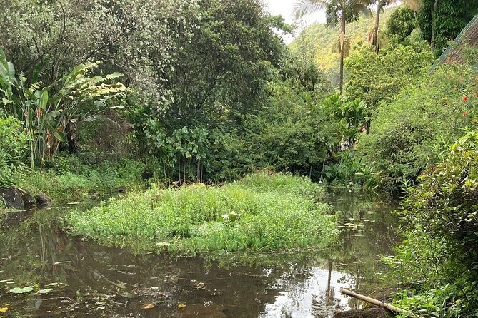 VIP Waimea Falls and Hiking Tour with Limousine Transport - The Sum Up