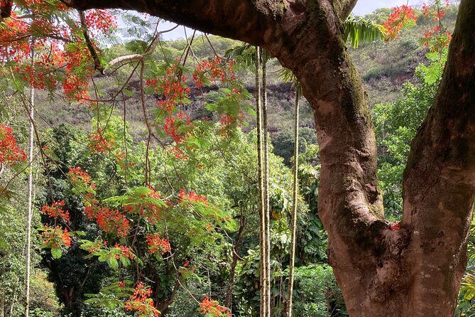 VIP Waimea Falls and Hiking Tour with Limousine Transport - FAQ