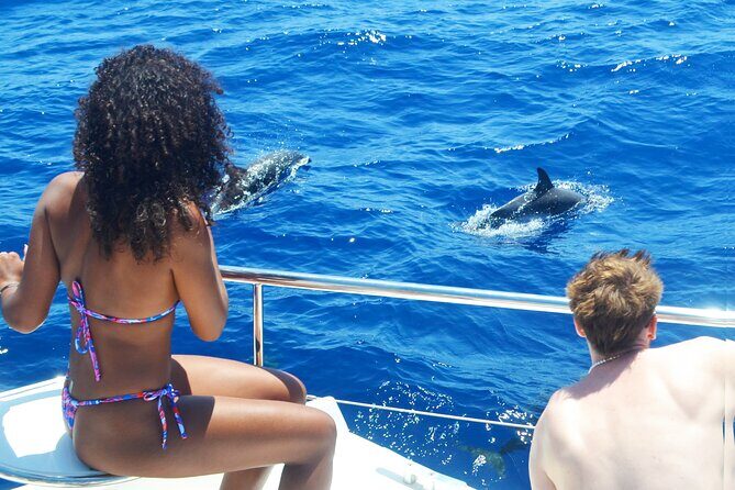 VipDolphins Luxury Whale Watching - The Detailed Itinerary and Experience