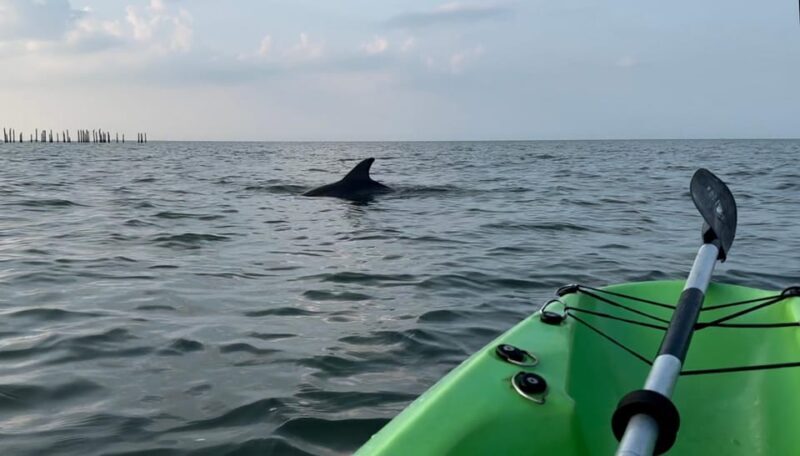 Virginia Beach: Dolphin Kayak Tour: This is a Workout! - Key Points