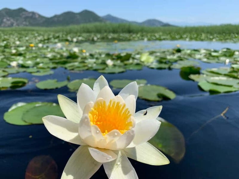 Virpazar: Private & Group Guided Lake Skadar Boat Tour - Why This Tour Works Well