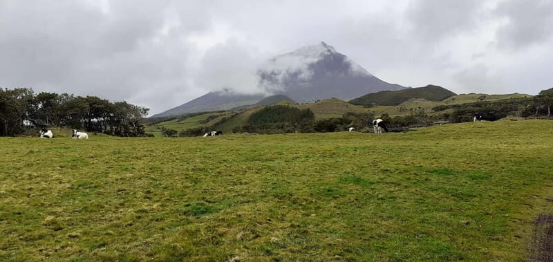 Visit a Farm on the Island of Pico - Visit a Farm on the Island of Pico