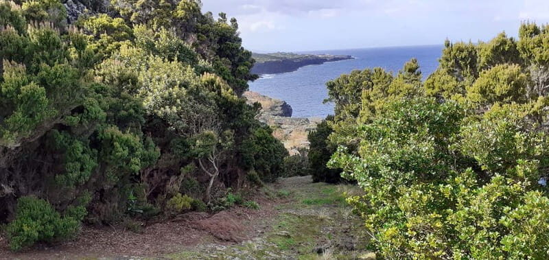Visit a Farm on the Island of Pico - Who Will Love This Tour?