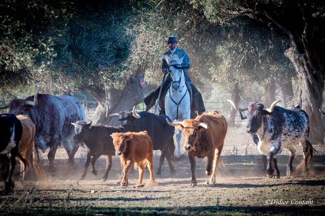 Visit Alvaro Domecq Horses and Brave Bulls in Freedom - A Closer Look at the Tour
