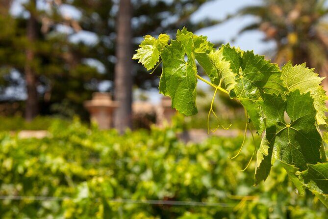Visit and Private Tasting of EVO Oil and Organic Wine - Key Points
