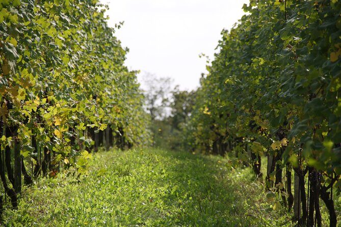 Visit and tasting of 3 D.O.C.wines Fontechiara - A Closer Look at the Fontechiara Wine Tour