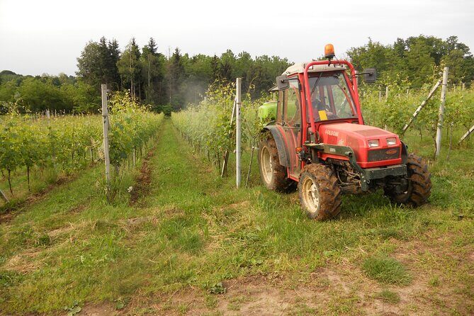 Visit and tasting of 4 D.O.C.wines Fontechiara - Key Points