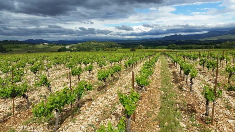 Visit and tasting - The essential - Discover Château Capion’s Wines: A Practical and Authentic Experience