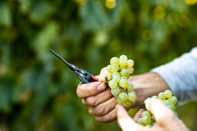 Visit and wine tasting at Tenuta La Cà - Key Points