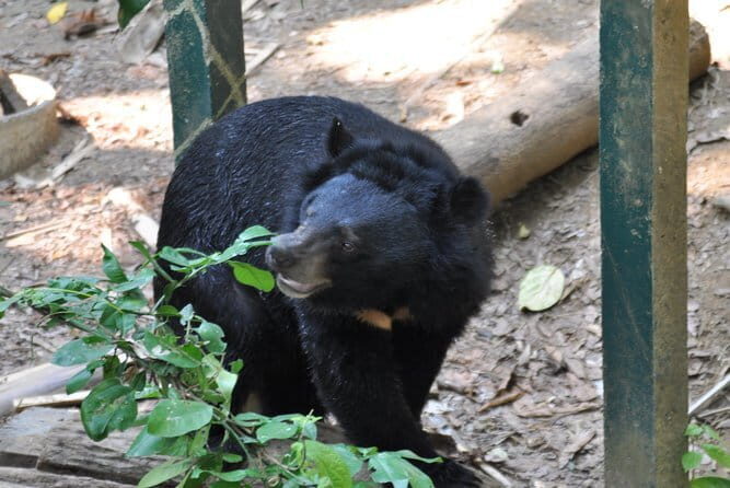 Visit Bear Rescue Center From Agra - Key Points