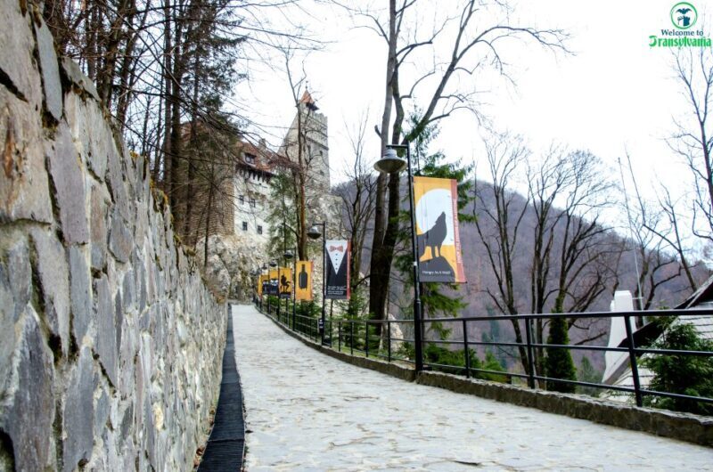 Visit Bear Sanctuary and Bran Castle from Brasov - The Sum Up: Who Should Consider This Tour?