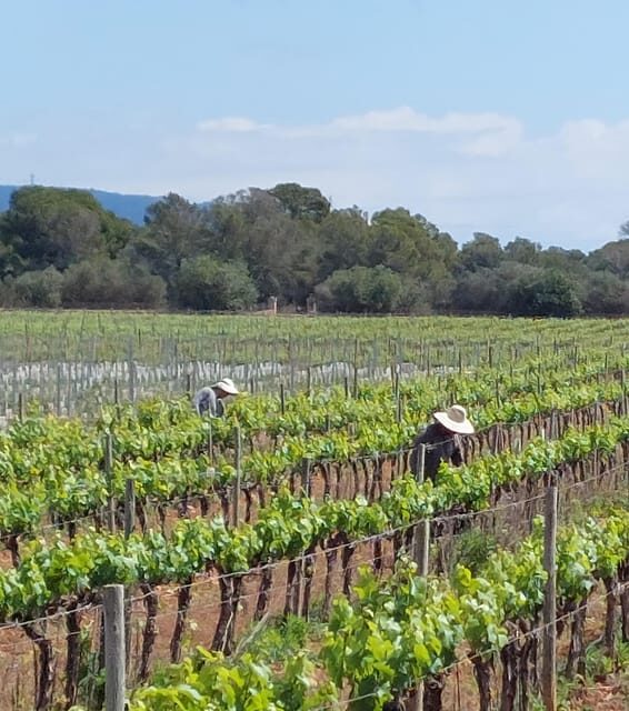 VISIT BODEGAS BORDOY ,DEGUSTACION 5 WINES, FINGER FOOD - Who Should Consider This Tour?