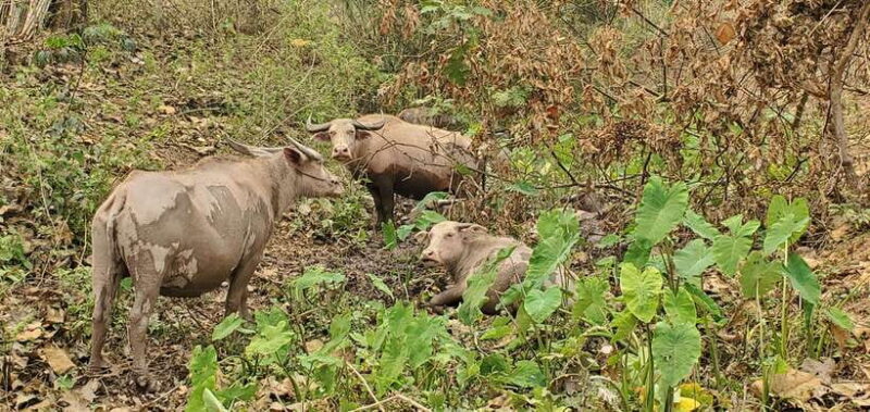Visit buffalo farm, cooking-class forest, Kuang Si waterfall - A Deep Dive into the Luang Prabang Day Tour