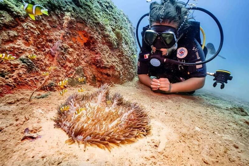 Visit Cham Islands & Snorkelling & Scuba Diving - Key Points