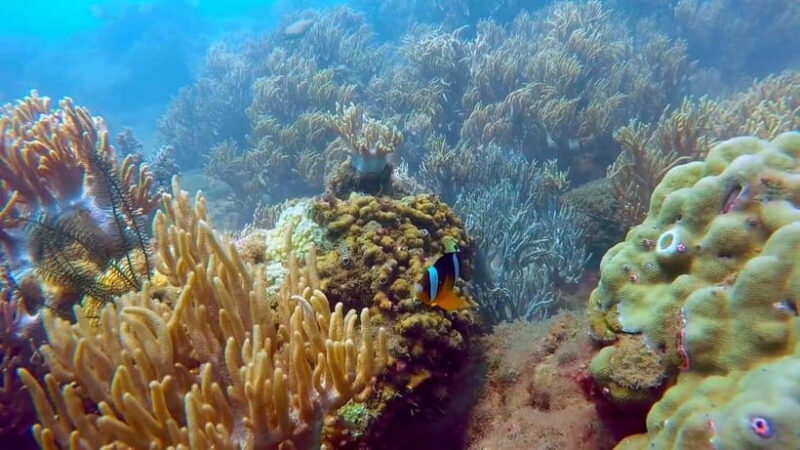 Visit Cham Islands & Snorkelling & Scuba Diving - Pricing & Value