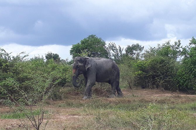 Visit Jeep Safari at Minneriya National Park From Kandy - A Closer Look at the Safari Experience