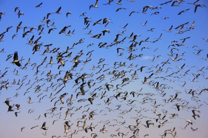 Visit Khichan and Osian With Jodhpur Drop from Jaisalmer - FAQ