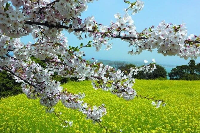 Visit Nokonoshima Island with Natural Attraction Pass - A Complete Guide to the Nokonoshima Island Experience