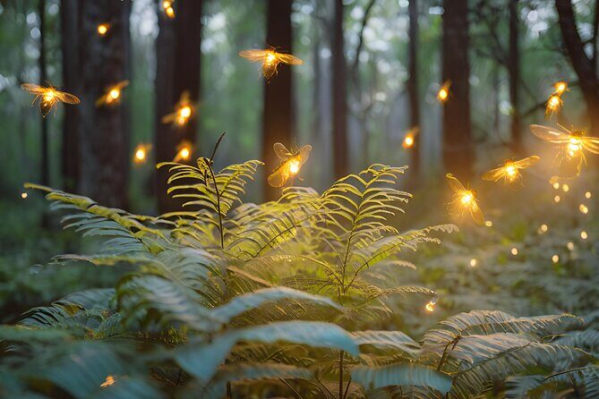 Visit of Fireflies Forest in private transport from mexico city - An In-Depth Look at the Fireflies Forest Tour