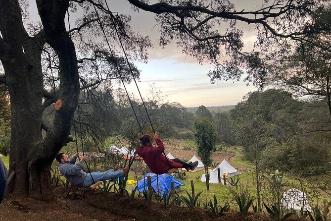 Visit of Fireflies Forest in private transport from mexico city - Final Thoughts: Is It Worth It?