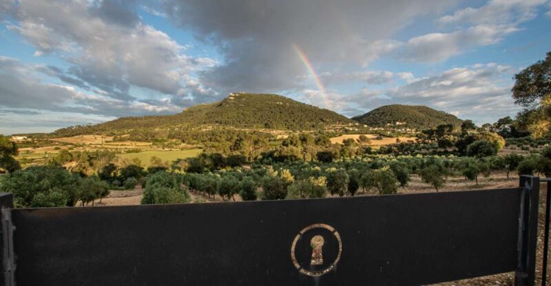 Visit of the olive grove, olive oil tasting and snack - The Value of a Guided, Farm-Based Tour