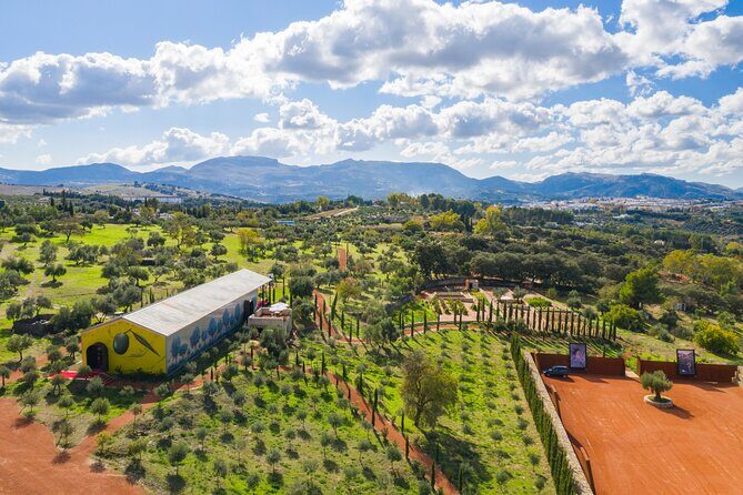 Visit Oil Mill Museum and Olive Oil Tasting in Ronda - Visiting the Oil Mill Museum and Olive Oil Tasting in Ronda: A Deep Dive