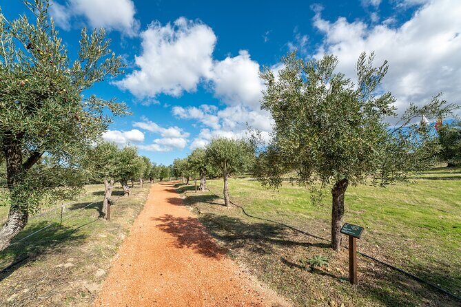 Visit Oil Mill Museum and Olive Oil Tasting in Ronda - Final thoughts