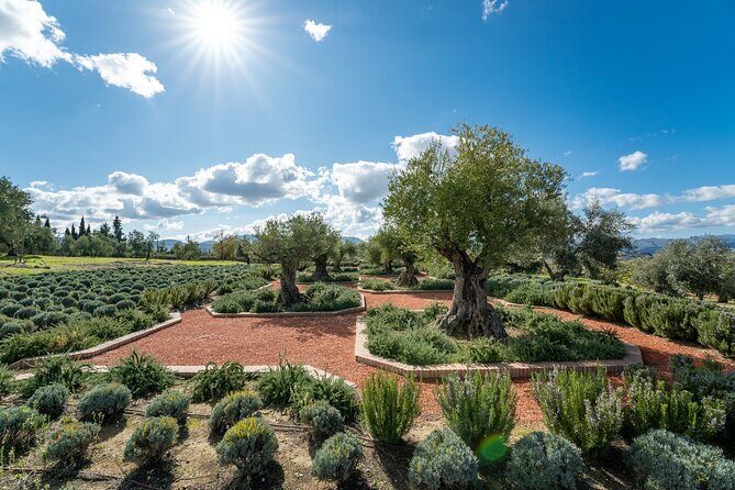 Visit Oil Mill Museum and Olive Oil Tasting in Ronda - FAQ