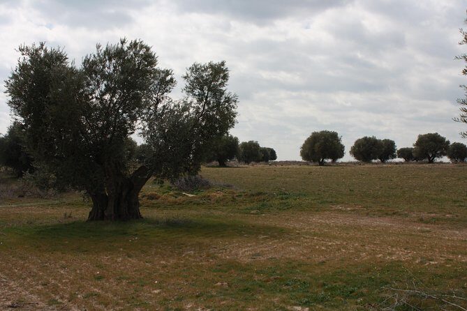 Visit olive grove centenary with oil tasting course - Key Points