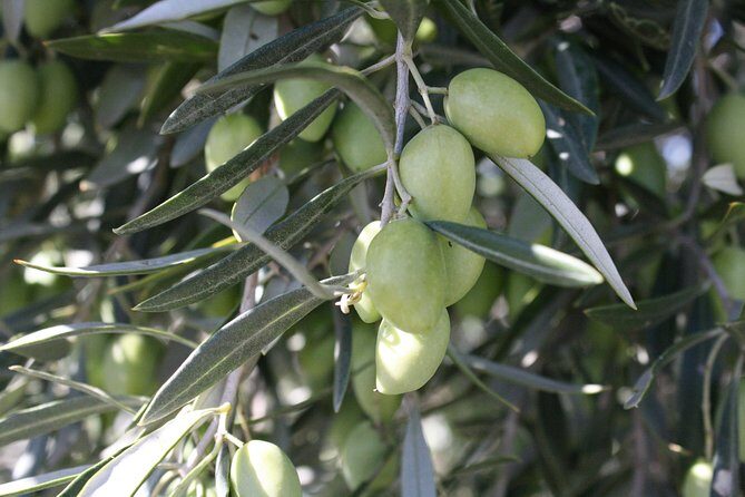 Visit olive grove centenary with oil tasting course - The Sum Up: Who Should Consider This Tour?