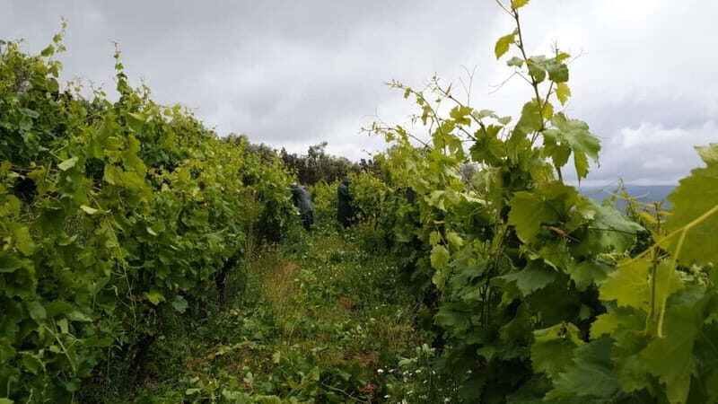 Visit Quinta de Sobre a Fonte with wine tasting and transportation - The Experience Itself: In-Depth Look