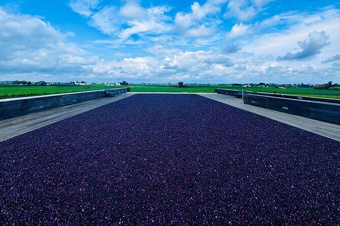 Visit Saint-Emilion and Pomerol:Vineyards, lunch and tastings included - In-Depth Look at the Tour