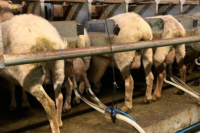 Visit San Sebastian and a Family Cheese Farm with Tasting (From Bilbao) - Return to Bilbao and Final Thoughts