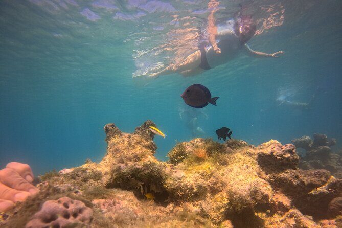 Visit Secret beaches and enjoy private guided Snorkel tour - Discovering Tortola’s Best Kept Secrets