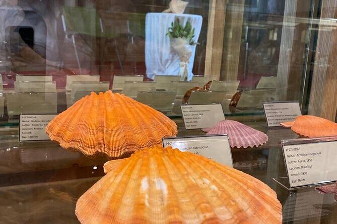 Visit Shell Museum Cavtat - Visiting the Shell Museum Cavtat: An Understated Treasure Near Dubrovnik