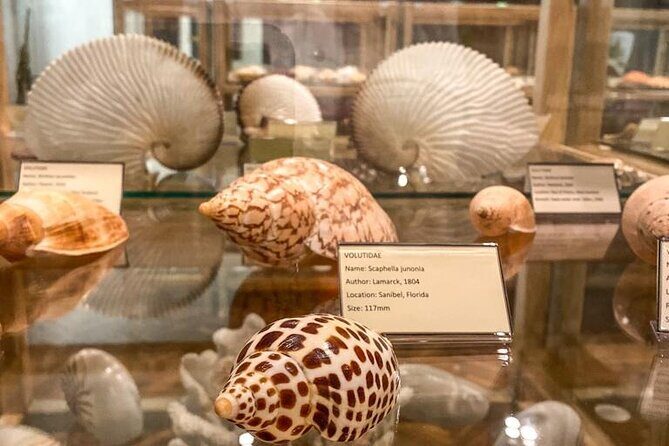 Visit Shell Museum Cavtat - Key Points