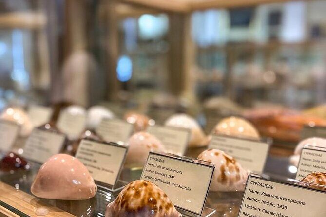 Visit Shell Museum Cavtat - What You Can Expect During the Tour