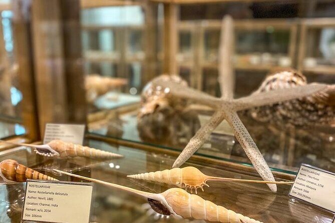 Visit Shell Museum Cavtat - FAQs