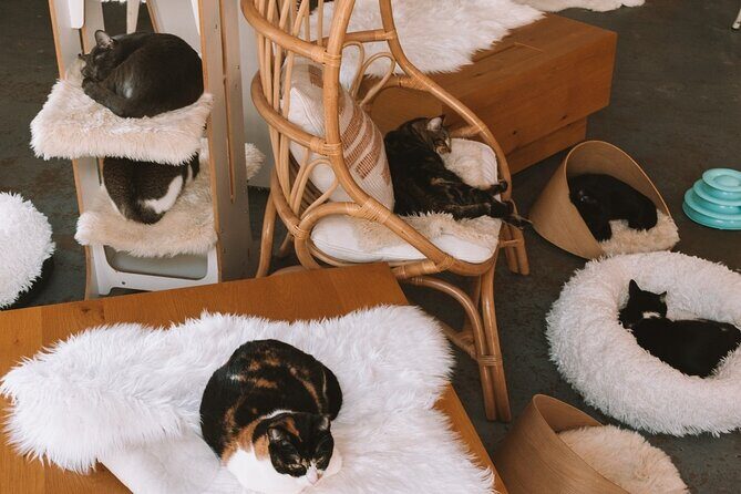 Visit the Rescued Cats of Cat Therapy - A Detailed Look at Visiting the Rescued Cats of Cat Therapy
